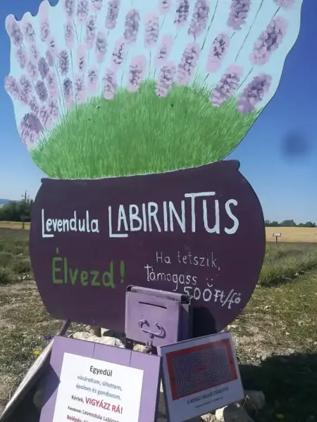 Levendula-Labirintus levendulamező, Aszófő