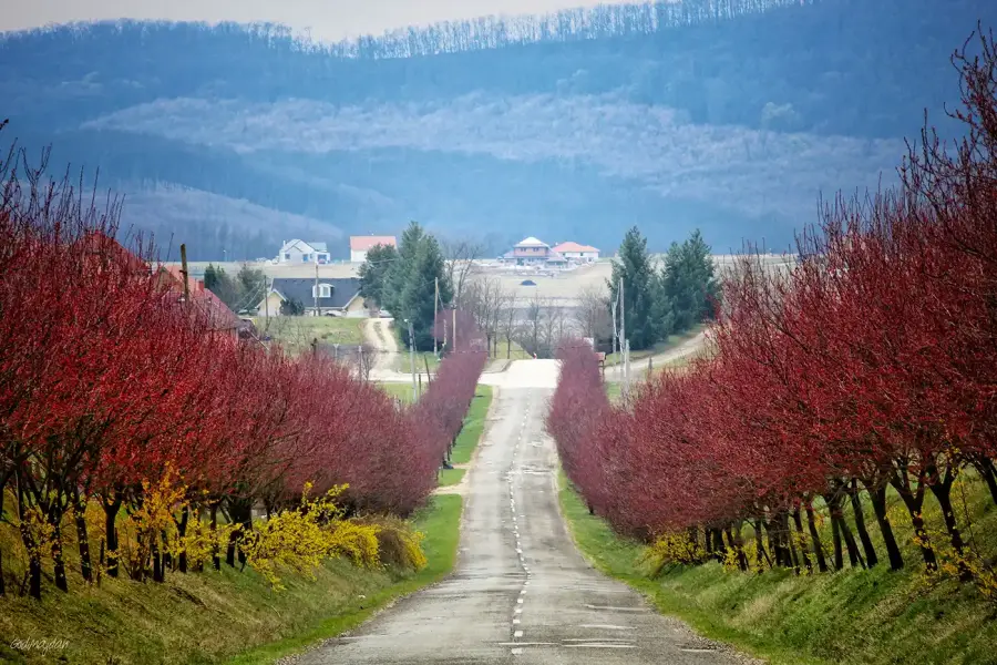 Vérszilva fasor, Berkenye