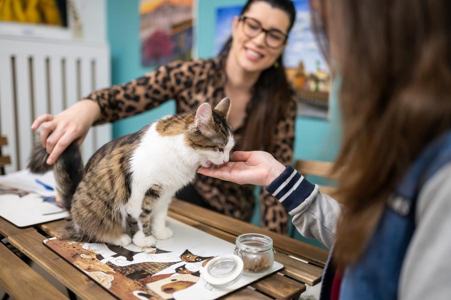 Cat Museum Budapest, Budapest