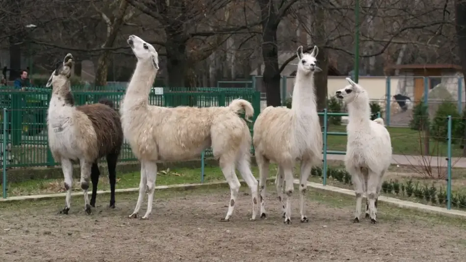 Nagyerdei Kultúrpark Állat- és Növénykertje, Debrecen