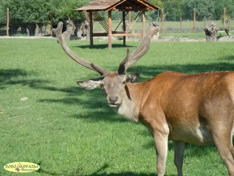 Dodó Vadfarm és Horgásztó, Dunaremete