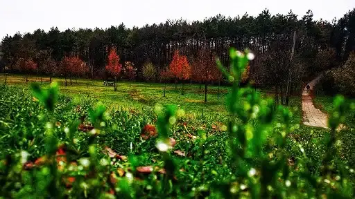 Baracsi úti Arborétum, Dunaújváros