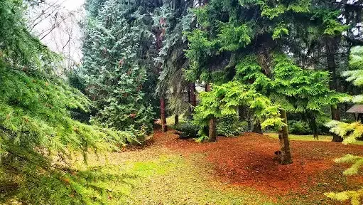 Baracsi úti Arborétum, Dunaújváros