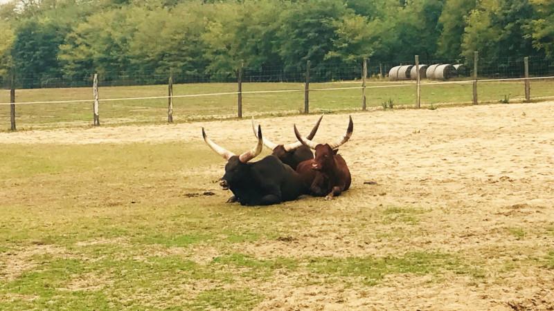 Magántulajdonú Állat- és Szabadidőpark, Felsőlajos