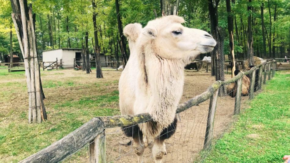 Magántulajdonú Állat- és Szabadidőpark, Felsőlajos