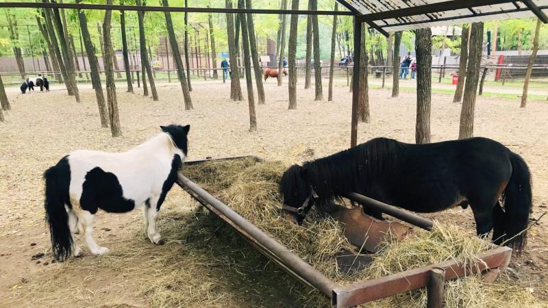 Magántulajdonú Állat- és Szabadidőpark, Felsőlajos