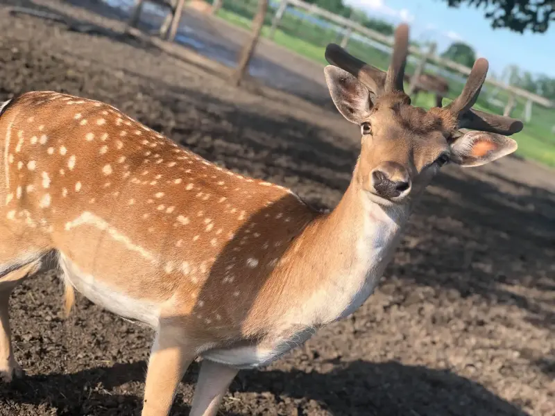 Füzesgyarmati Állatpark és Vadfarm, Füzesgyarmat