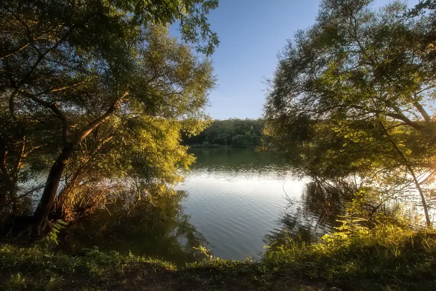 Felsőfarkasdi horgásztó, Gomba