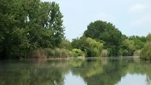 Bónom-zug, Gyomaendrőd