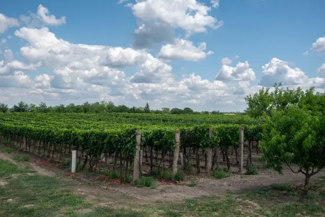 Jószomszéd Pince, Nemesnádudvar