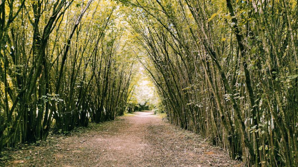 Desedai Parkerdő és Arborétum, Kaposvár