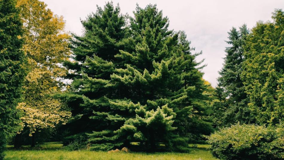 Desedai Parkerdő és Arborétum, Kaposvár