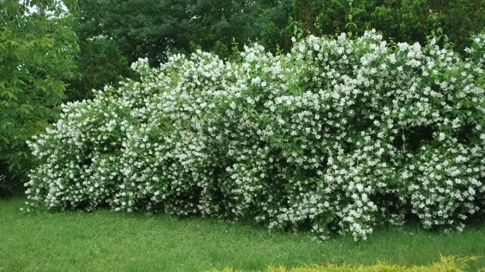 Kecskeméti Arborétum, Kecskemét