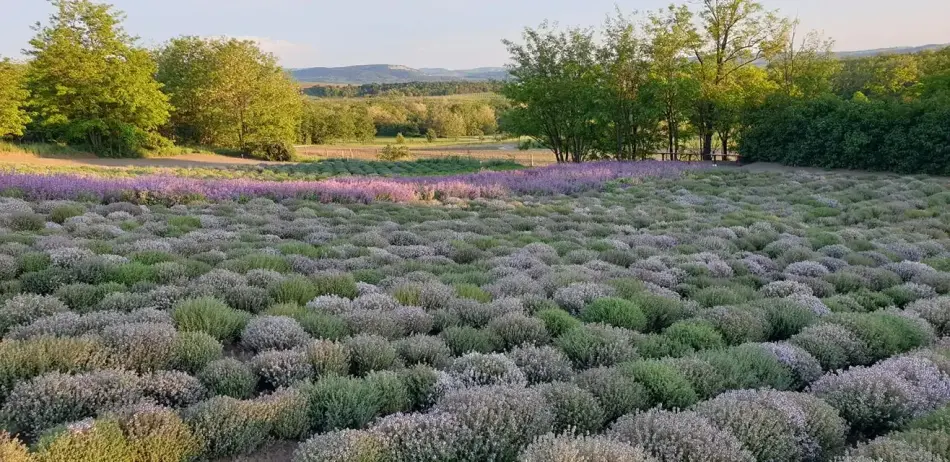 Pálos Gyógynövénykert, Kesztölc