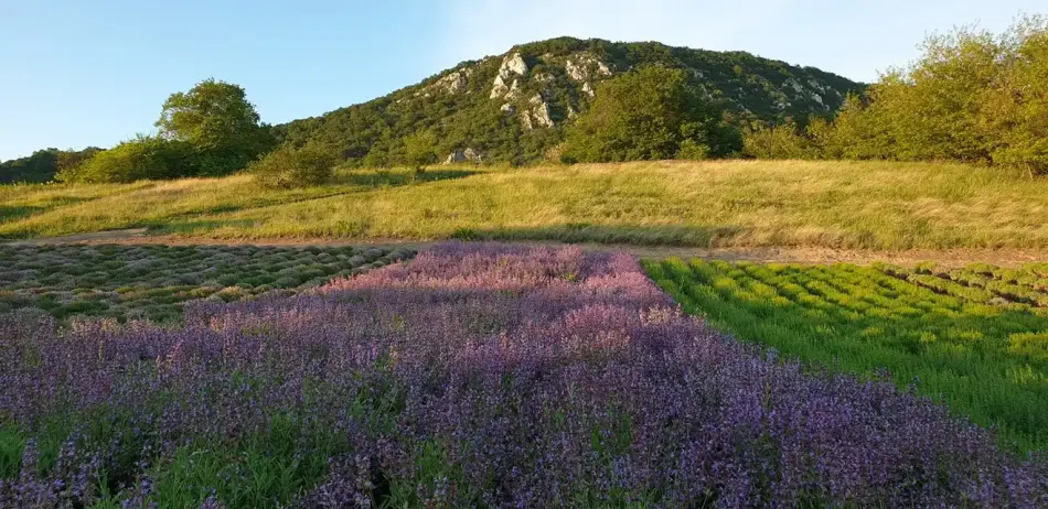 Pálos Gyógynövénykert, Kesztölc