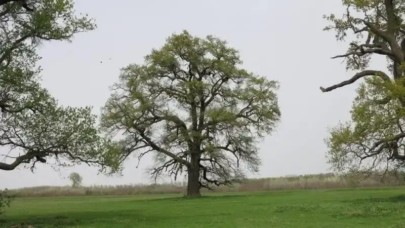 Kasztói őstölgyes, Bogyiszló