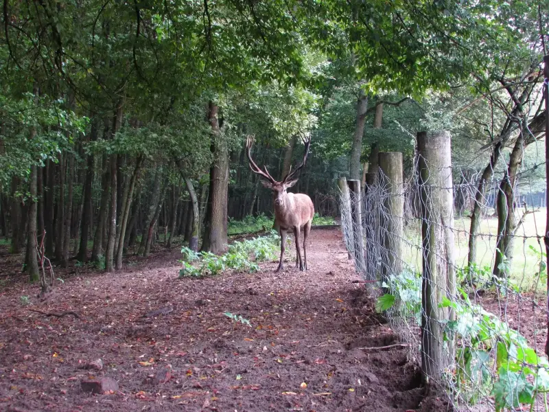 Kaszói Vadaspark, Kaszó