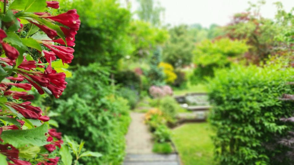 Miniarborétum, Óbánya