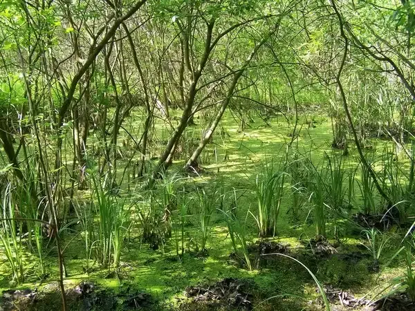 Nyírjes-tó, Sirok