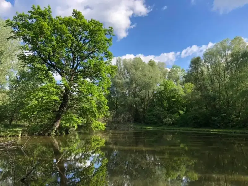 Szedresi-tó (Holt Sárvíz), Szedres