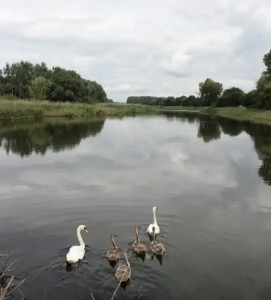 Tisza holtág, Tiszaladány