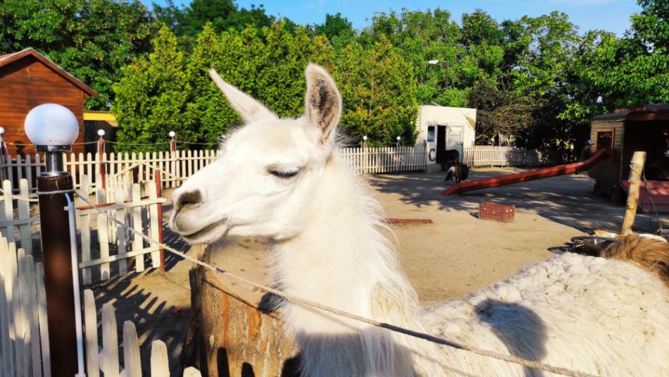 Kimba Elefántpark, Töltéstava