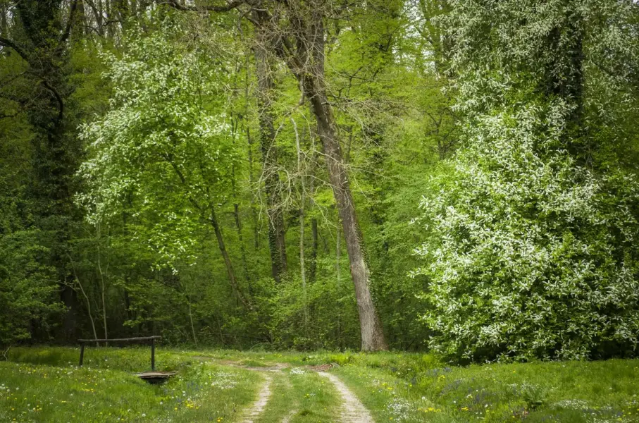 Budafai Arborétum, Kiscsehi