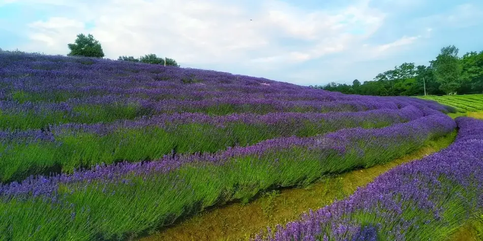 Kőröshegyi Levendulás, Kőröshegy