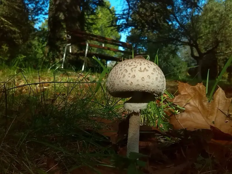 Chernel-kert Arborétum, Kőszeg