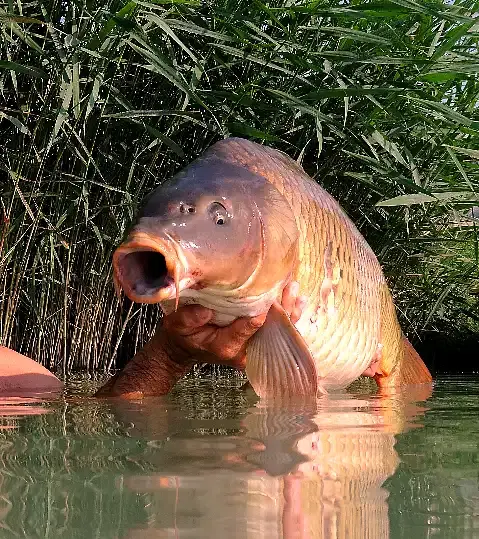 Fish Aréna horgásztó, Lajosmizse