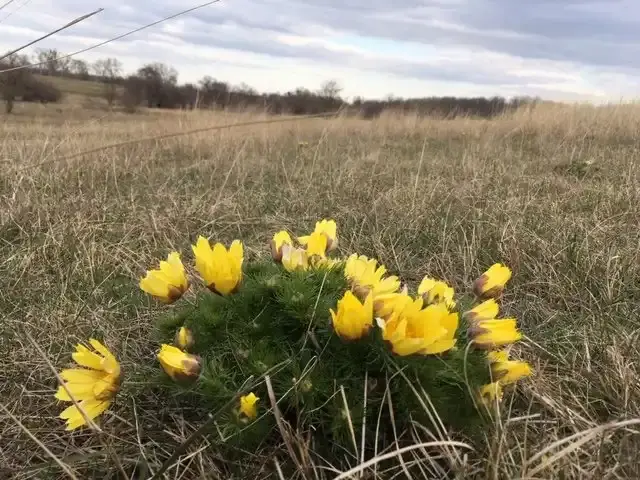 Madarasi Marhajárás, Madaras