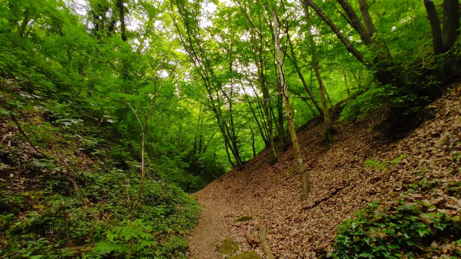 Mária-szurdok, Budakeszi