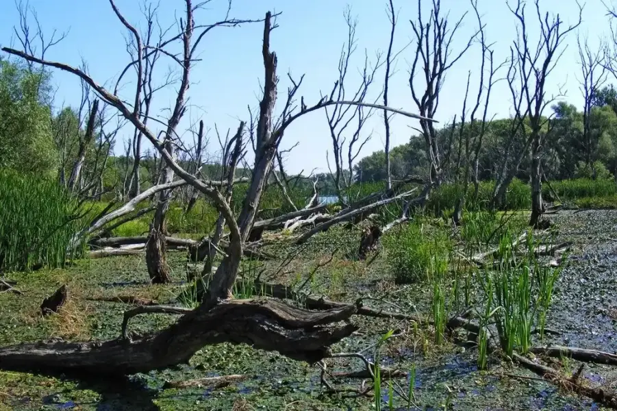 Tisza-holtág tanösvény, Mártély