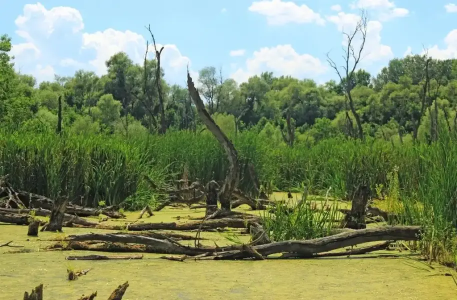 Tisza-holtág tanösvény, Mártély