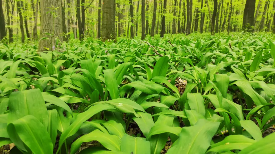 Medvehagyma tanösvény, Tatabánya