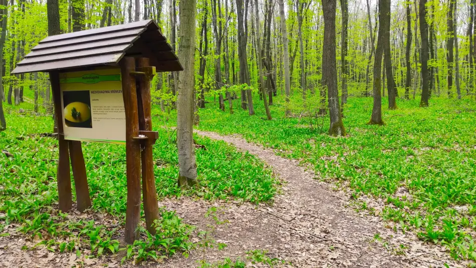 Medvehagyma tanösvény, Tatabánya