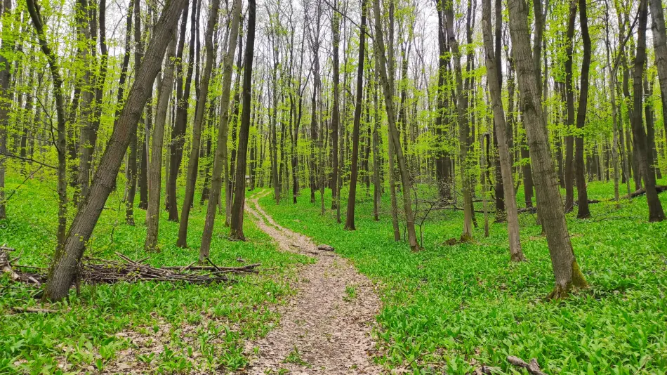 Medvehagyma tanösvény, Tatabánya