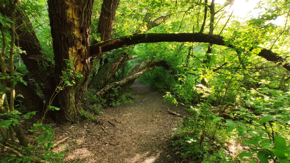 Merzse mocsár, Budapest