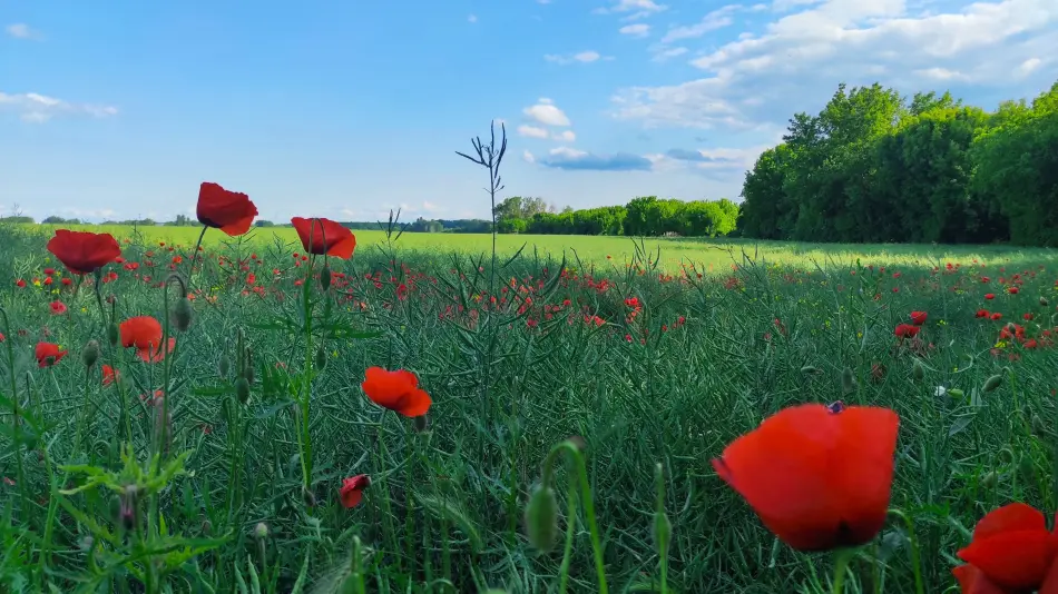 Merzse mocsár, Budapest