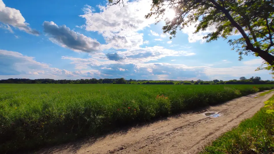 Merzse mocsár, Budapest