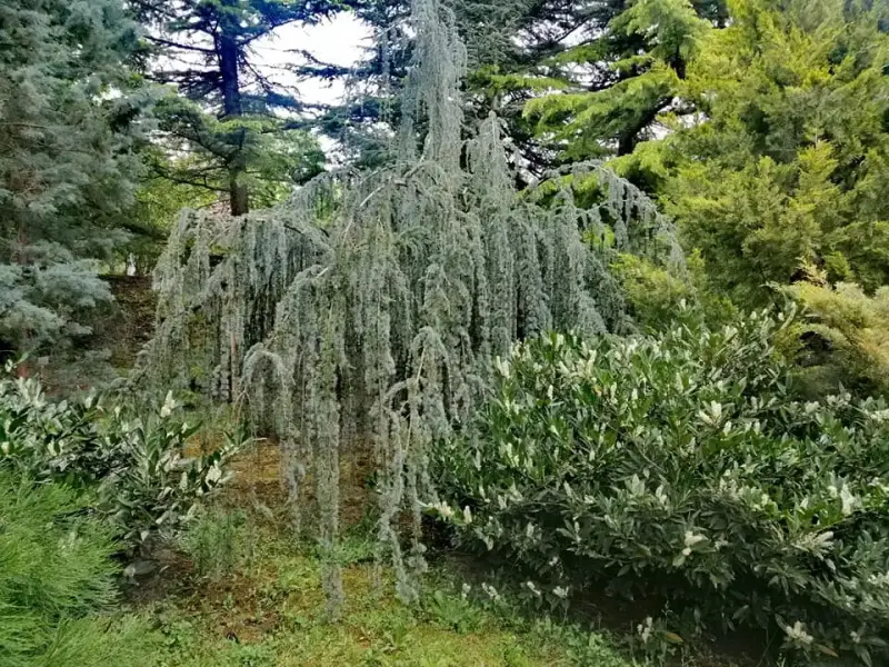 Avasi Arborétum, Miskolc