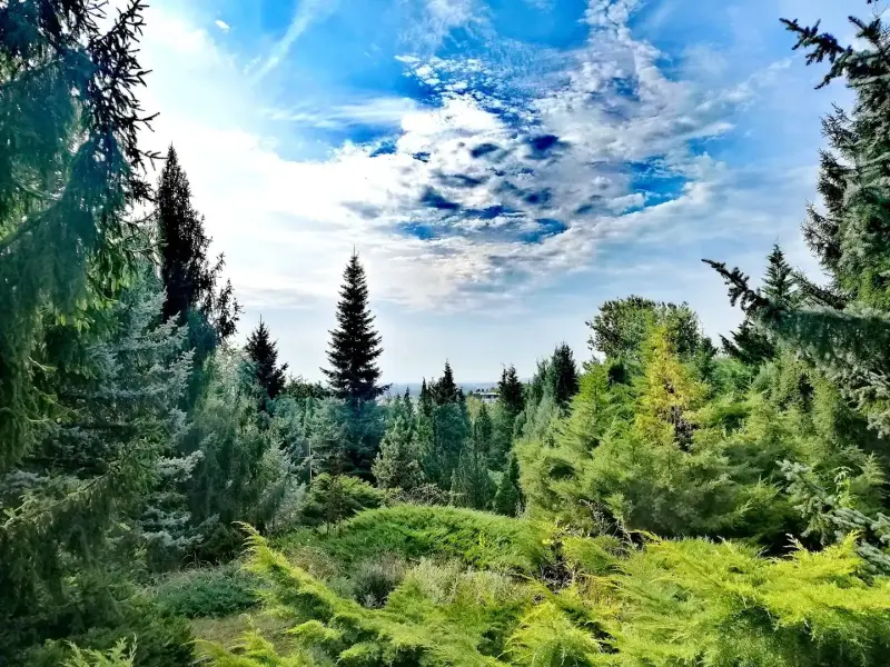 Avasi Arborétum, Miskolc