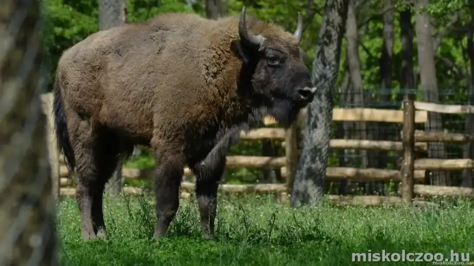 Miskolci Állatkert és Kultúrpark / Miskolc Zoo, Miskolc