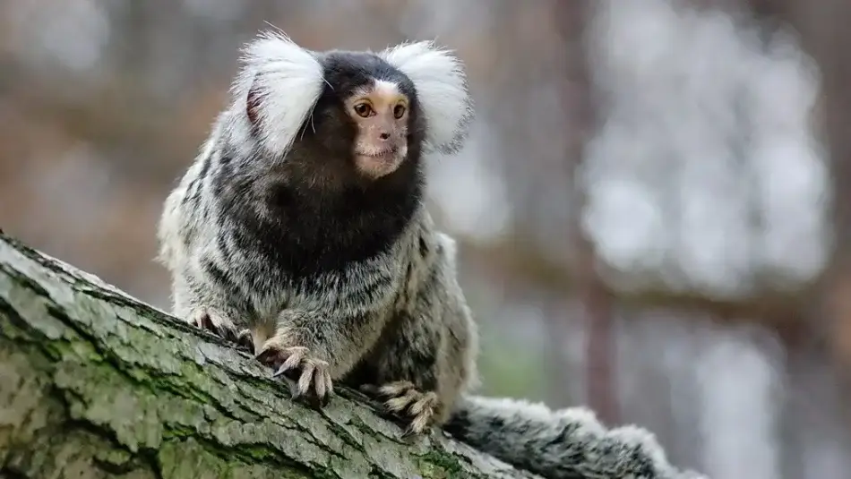 Miskolci Állatkert és Kultúrpark / Miskolc Zoo, Miskolc