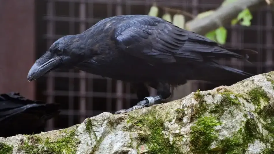 Miskolci Állatkert és Kultúrpark / Miskolc Zoo, Miskolc