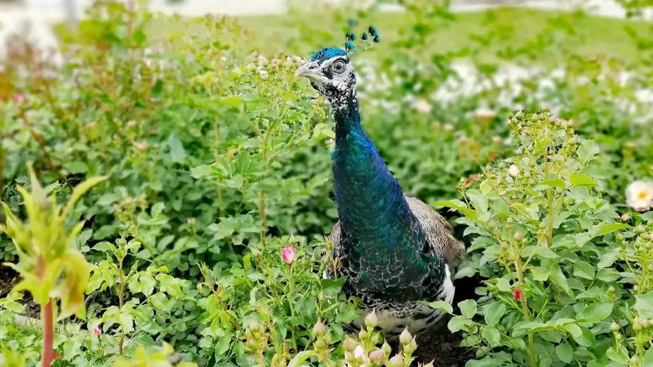 Luby-kastély és Rosarium, Nagyar