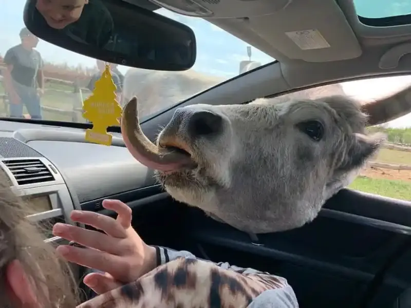 Richter Safari Park, Nagykőrös