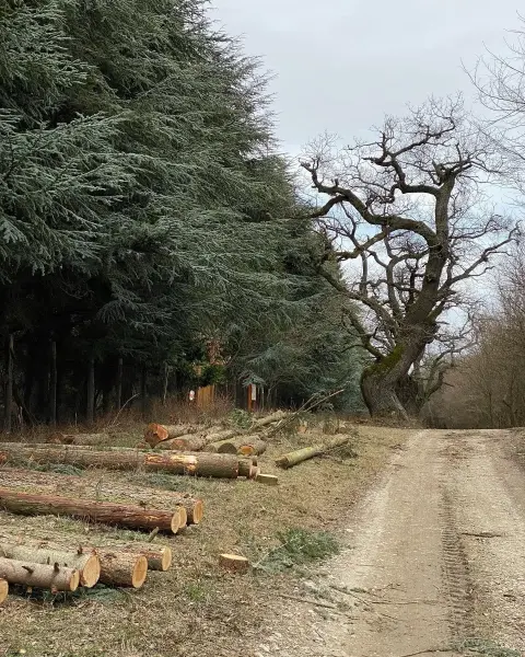 Neszmélyi Arborétum, Neszmély