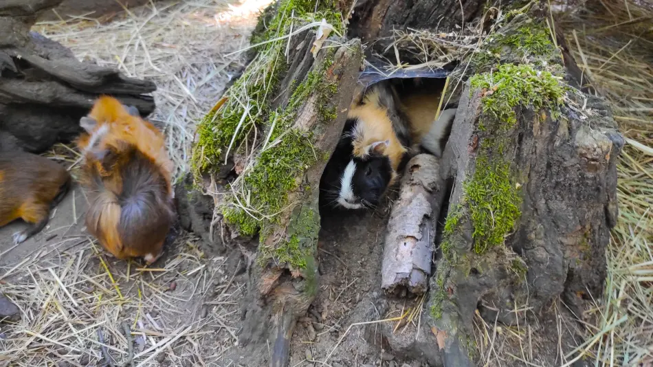 Nyírjesi Füvészkert és Vadaspark, Balassagyarmat