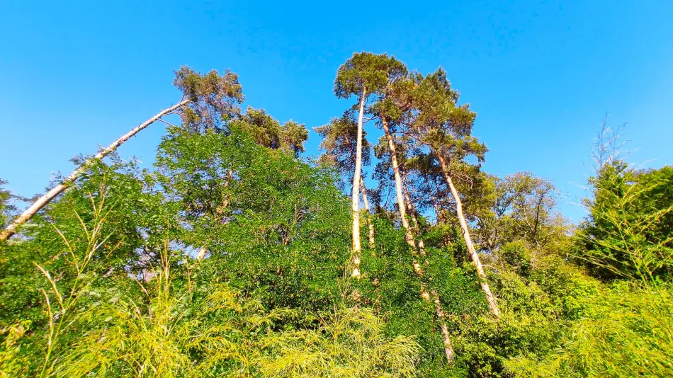 Nyírjesi Füvészkert és Vadaspark, Balassagyarmat